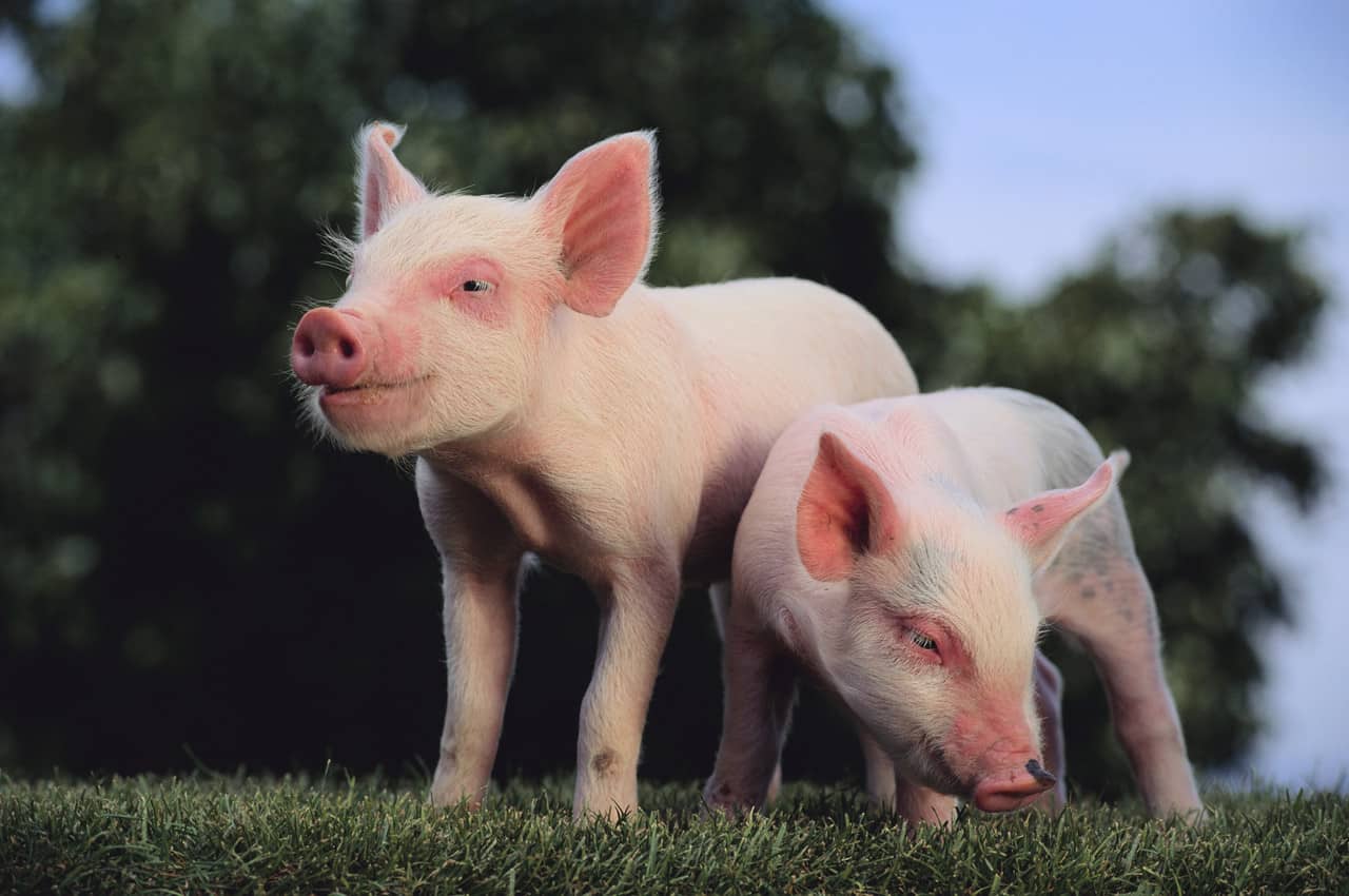 50 of the Best Animal Activists Blogs