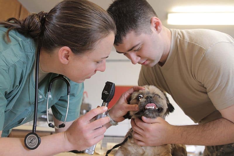 Top Veterinary Schools